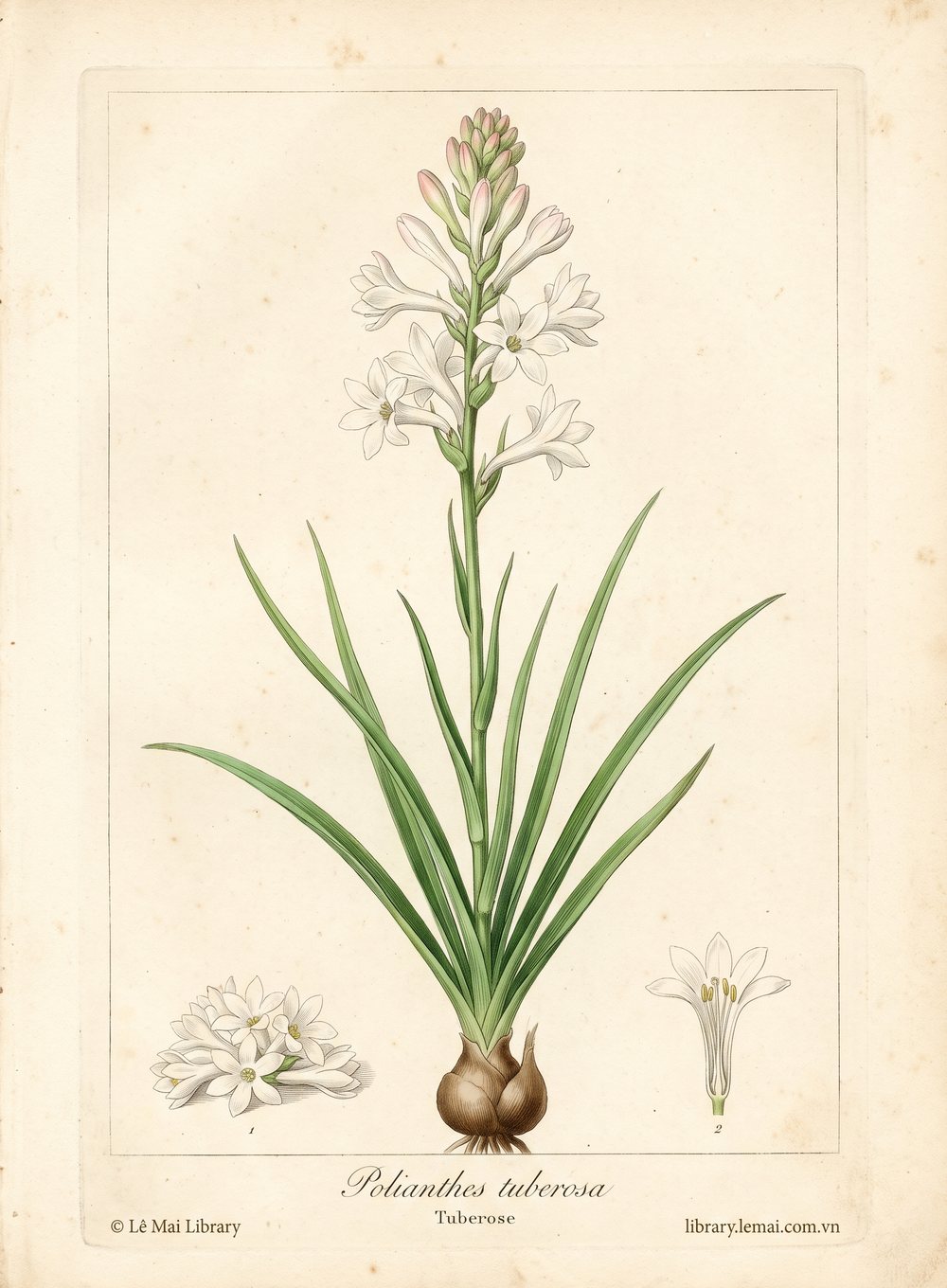 Tranh minh hoạ cây Hoa huệ Mexico (Polianthes tuberosa), hoa dùng chiết xuất tinh dầu Tuberose