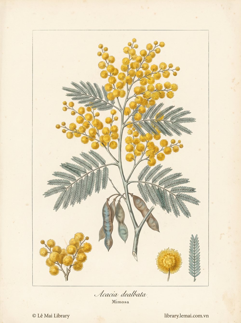 Tranh minh hoạ cây Hoa mimosa (Acacia dealbata), hoa dùng chiết xuất tinh dầu Mimosa