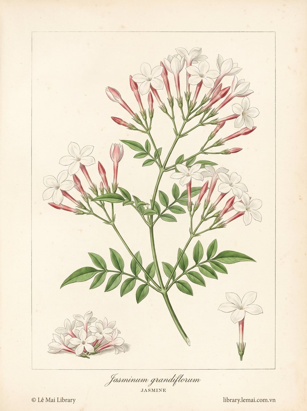 Tranh minh hoạ cây Hoa nhài (Jasminum grandiflorum), hoa dùng chiết xuất tinh dầu Jasmine