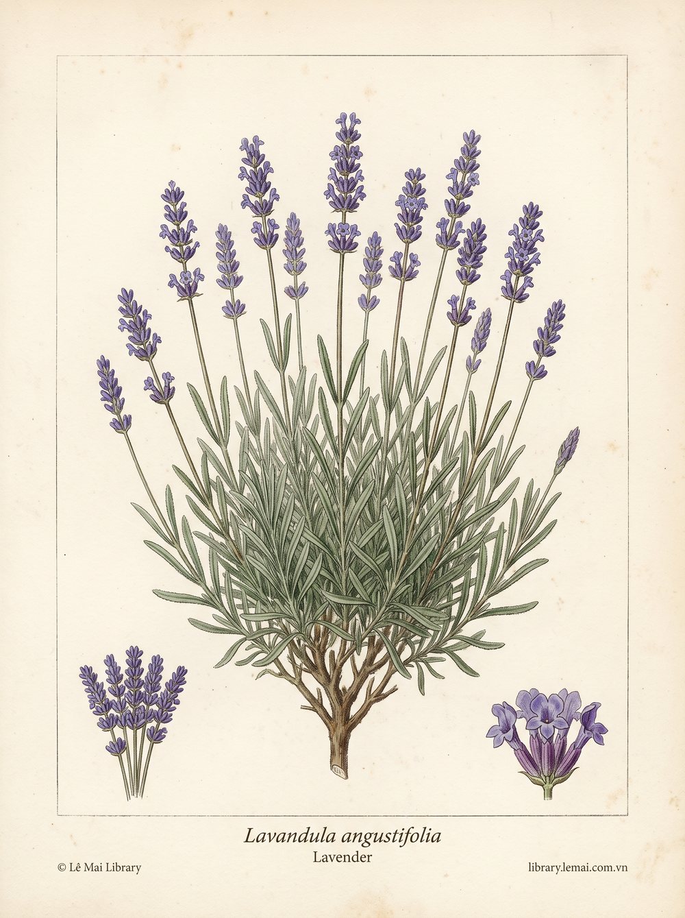 Tranh minh hoạ cây Hoa oải hương (Lavandula angustifolia), hoa dùng chiết xuất tinh dầu Lavender