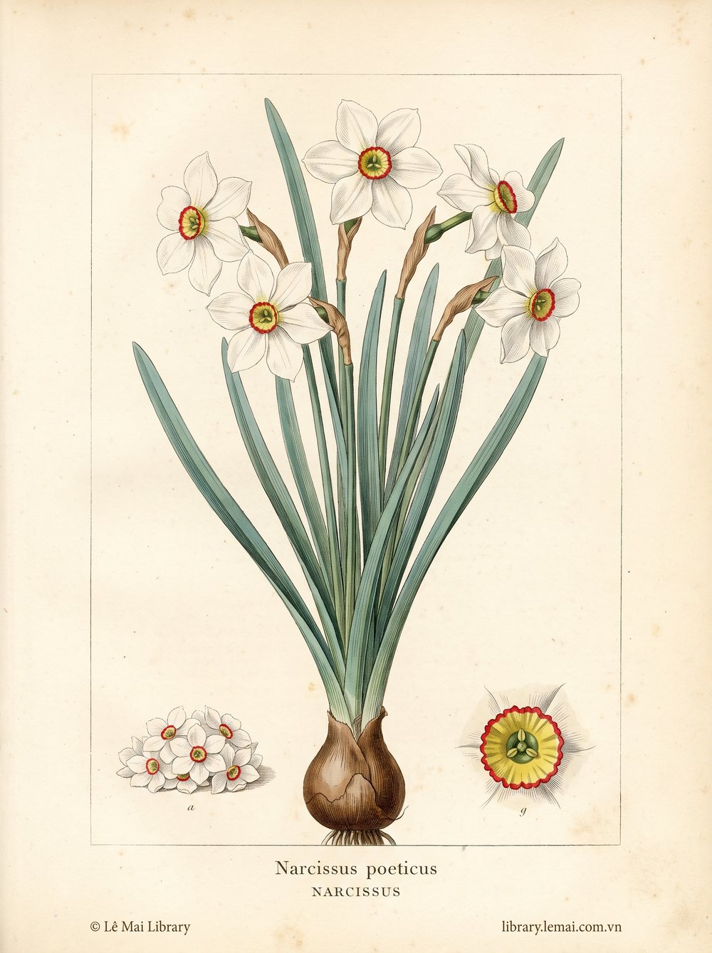 Tranh minh hoạ cây Hoa thủy tiên (Narcissus poeticus), hoa dùng chiết xuất tinh dầu Narcissus