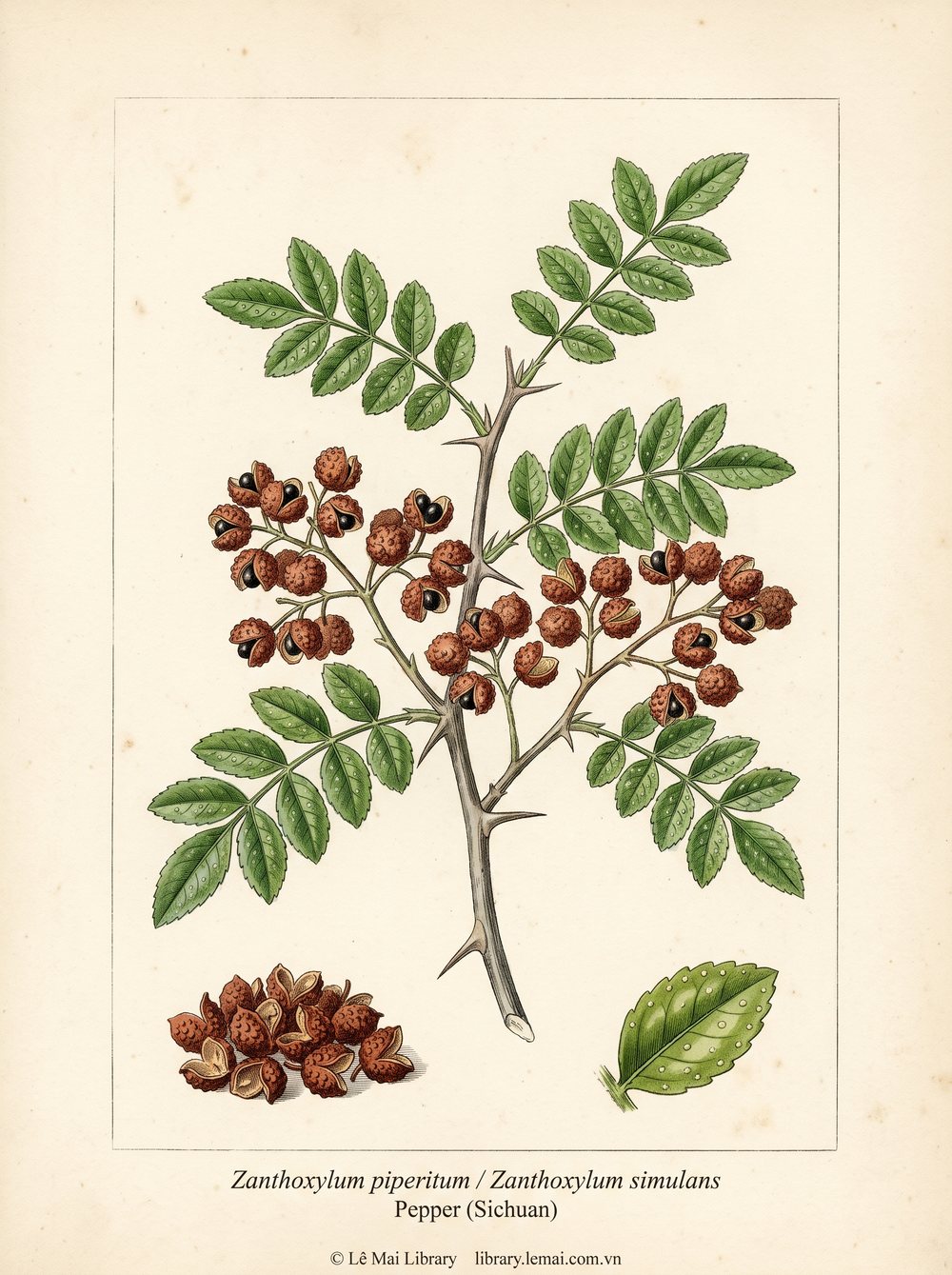 Tranh minh hoạ cây Hoa tiêu Tứ Xuyên (Zanthoxylum piperitum / Zanthoxylum simulans), quả dùng chiết xuất tinh dầu Pepper (Sichuan)