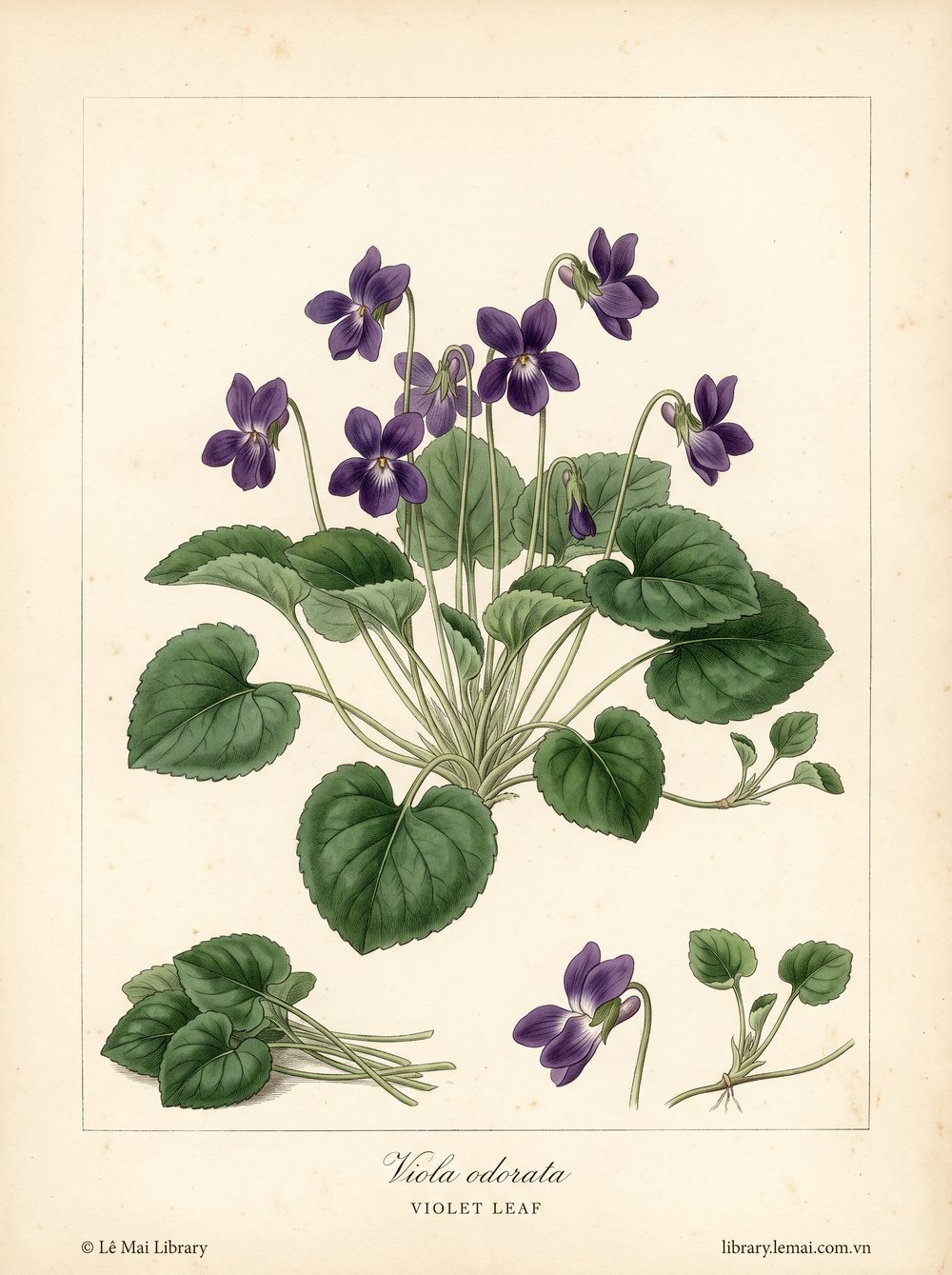 Tranh minh hoạ cây Hoa tím (Viola odorata), lá dùng chiết xuất tinh dầu Violet leaf