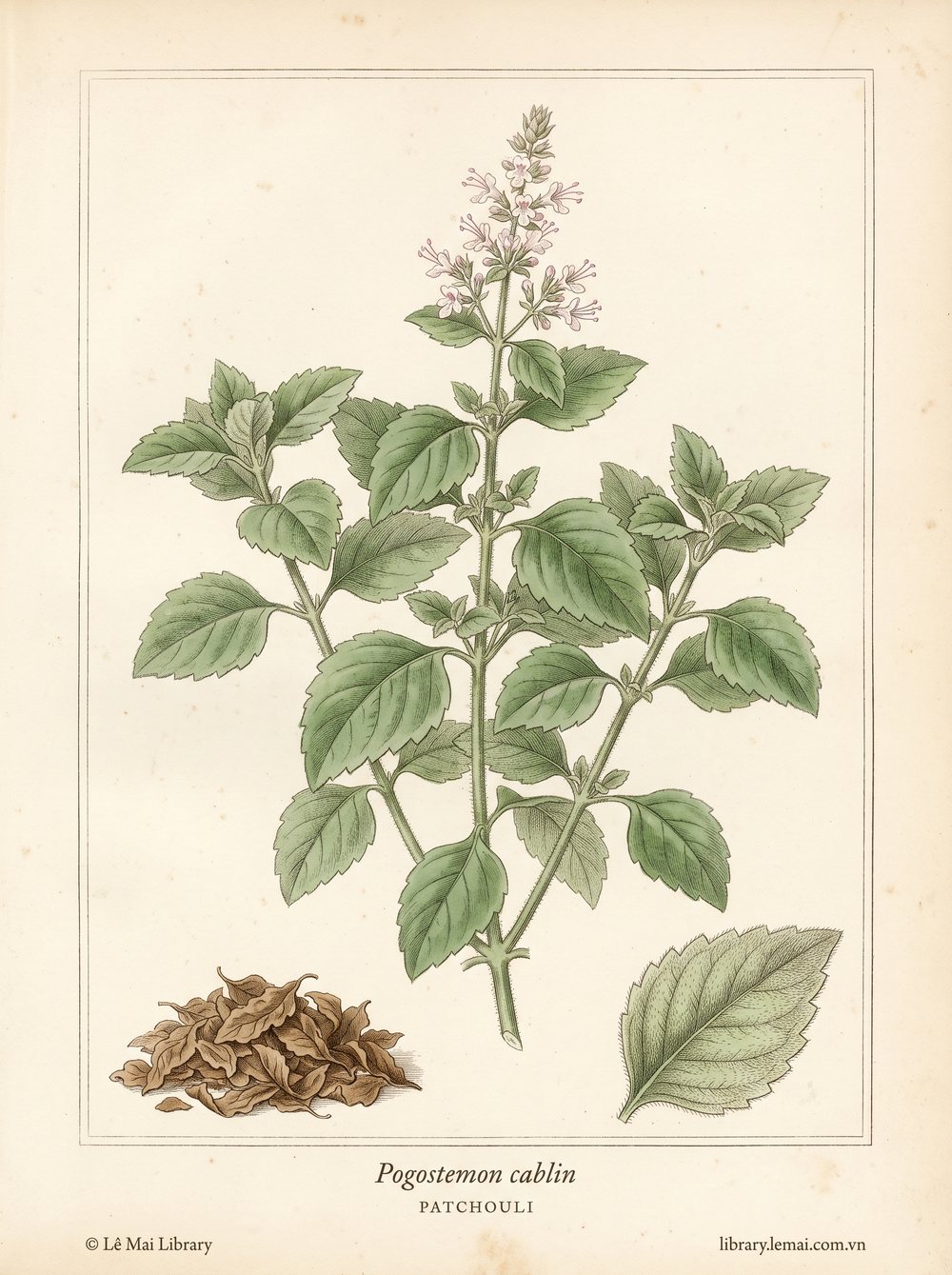 Tranh minh hoạ cây Hoắc hương (Pogostemon cablin), lá khô dùng chiết xuất tinh dầu Patchouli