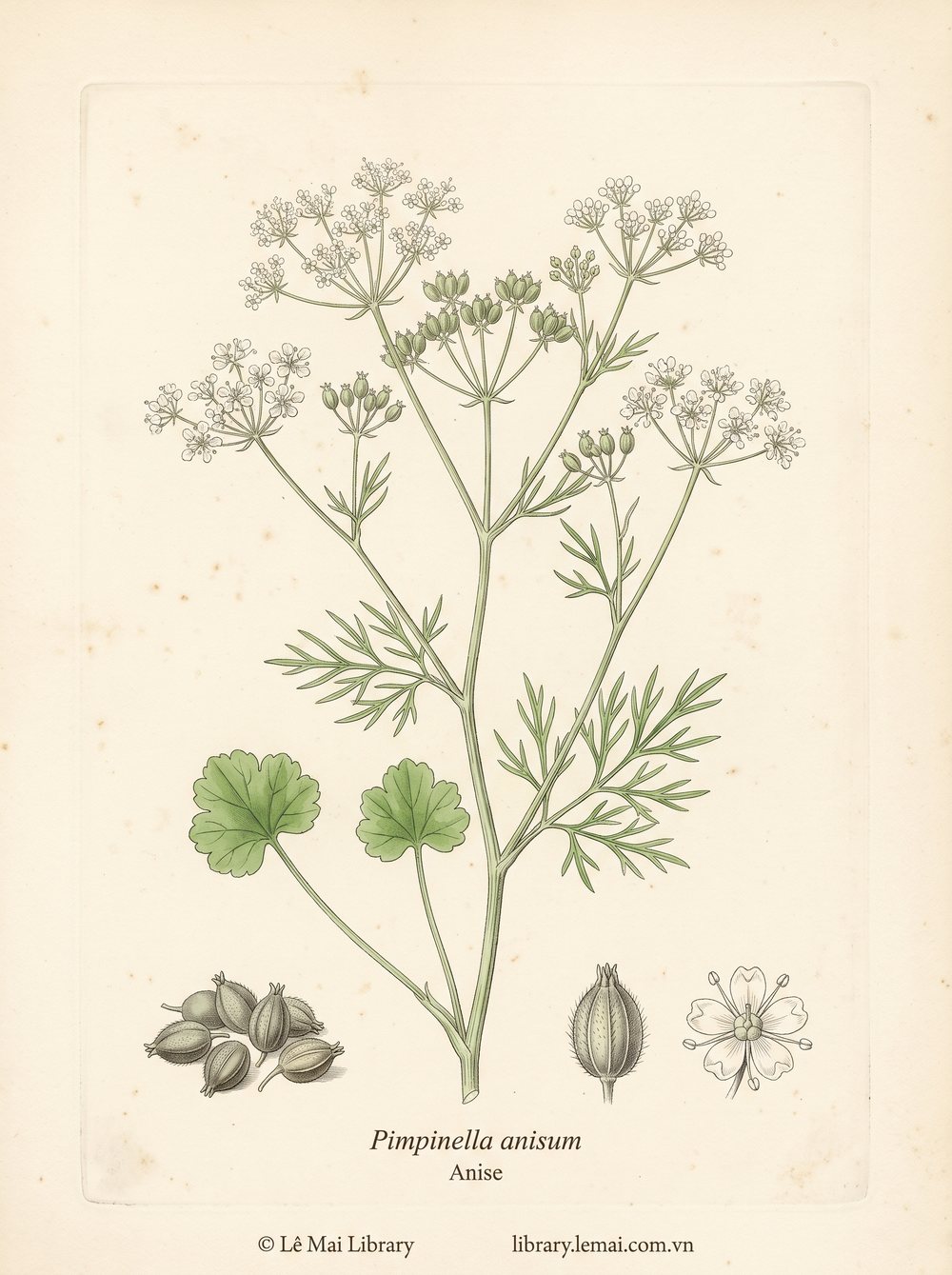 Botanical illustration of Pimpinella anisum, whose seeds yield Anise essential oil