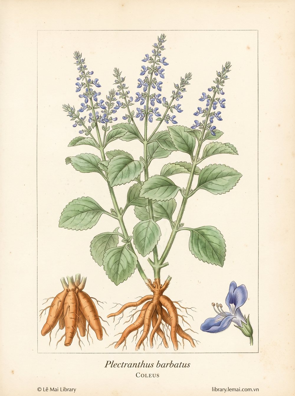 Botanical illustration of Plectranthus barbatus; roots used to extract Coleus essential oil