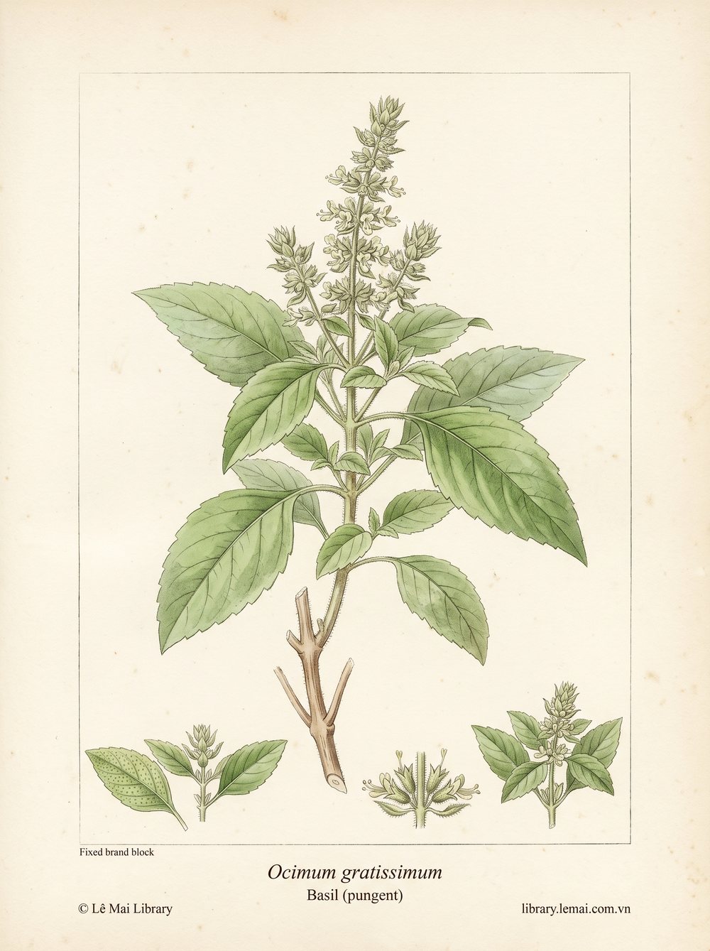Botanical illustration of Ocimum gratissimum; leaves used to extract Basil (pungent) essential oil