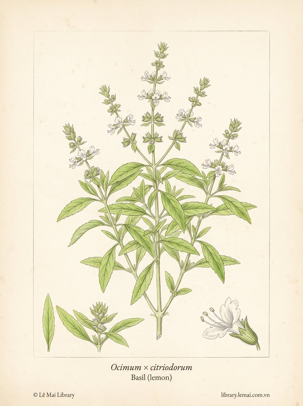 Botanical illustration of Ocimum × citriodorum, whose leaves yield Basil (lemon) essential oil