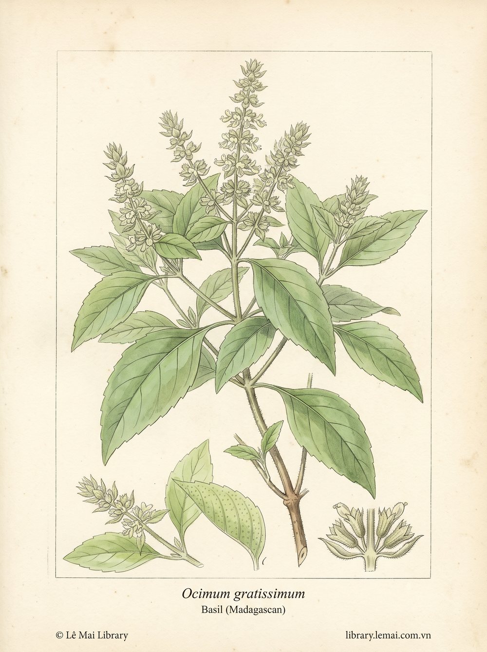 Botanical illustration of Ocimum gratissimum, whose leaves yield Basil (Madagascan) essential oil