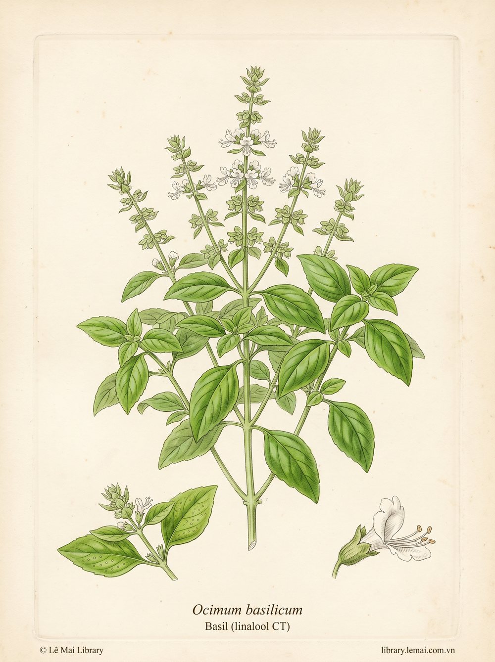 Botanical illustration of Ocimum basilicum, whose leaves yield Basil (linalool CT) essential oil