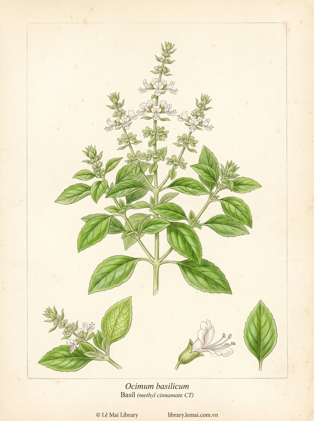 Botanical illustration of Ocimum basilicum, whose leaves yield Basil (methyl cinnamate CT) essential oil