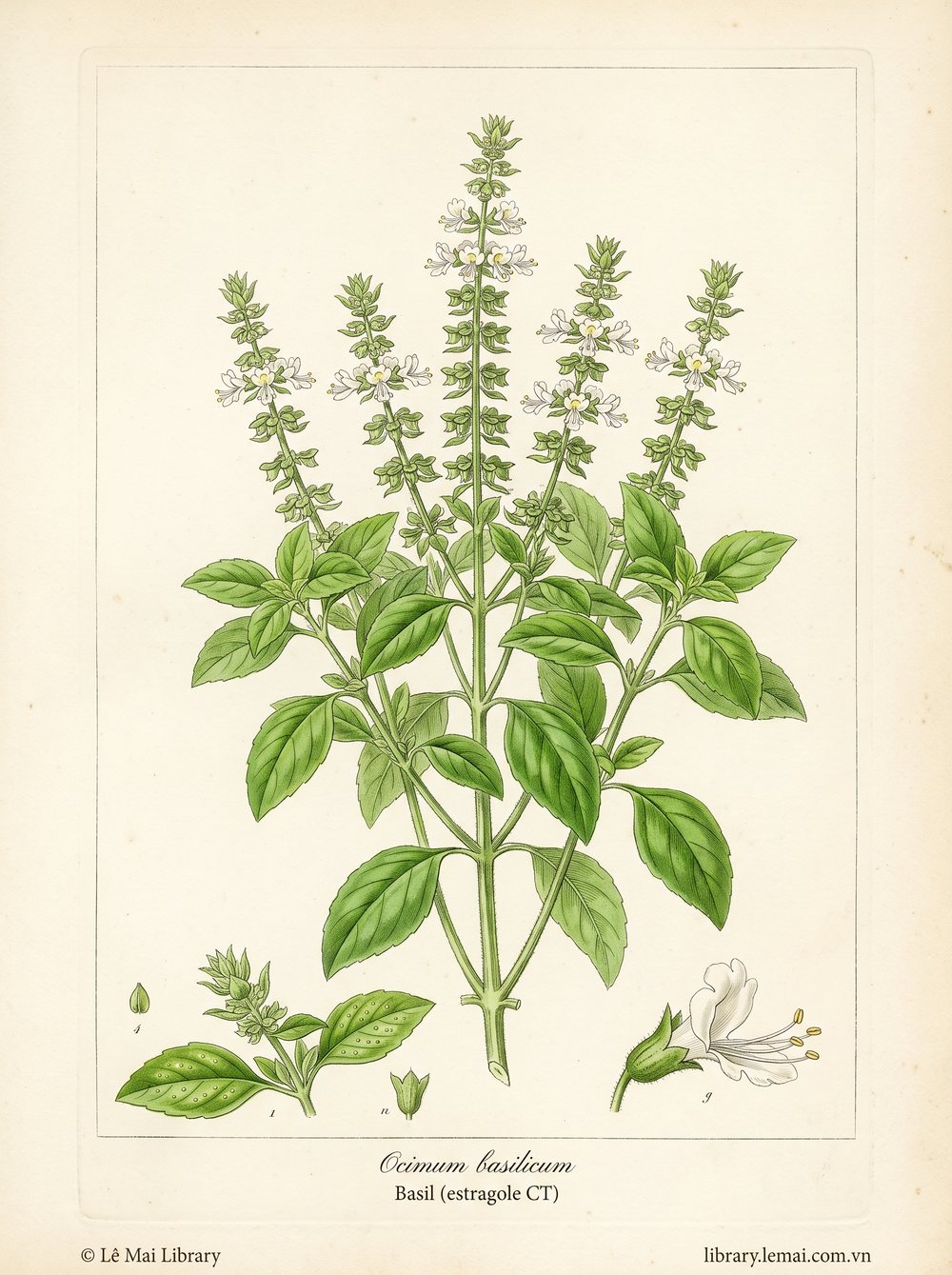 Botanical illustration of Ocimum basilicum, whose leaves yield Basil (estragole CT) essential oil