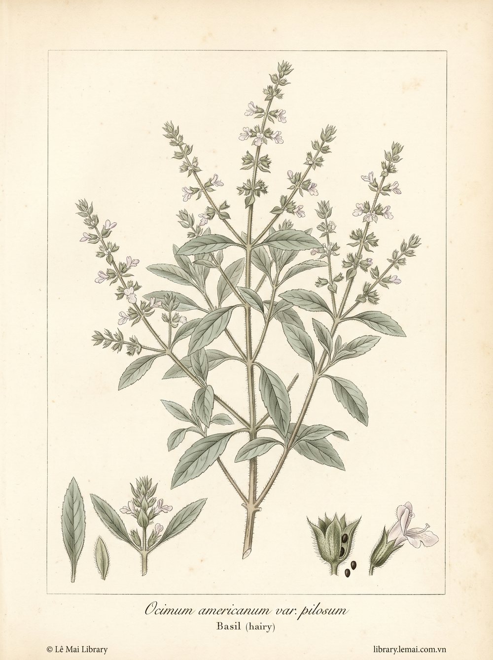Botanical illustration of Ocimum americanum var. pilosum, whose leaves yield Basil (hairy) essential oil