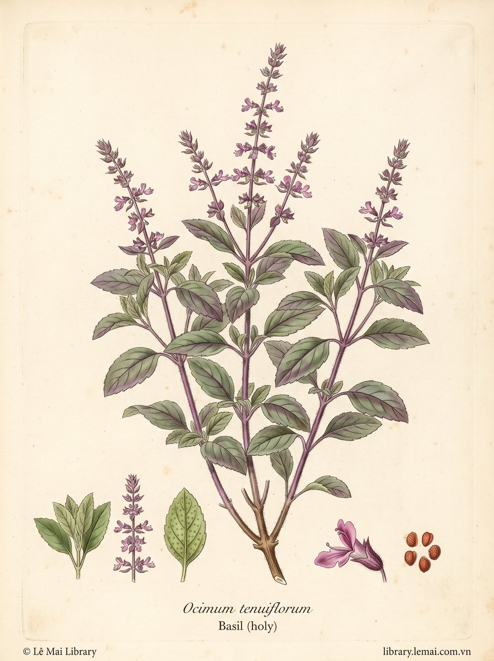 Botanical illustration of Ocimum tenuiflorum, whose leaves yield Basil (holy) essential oil