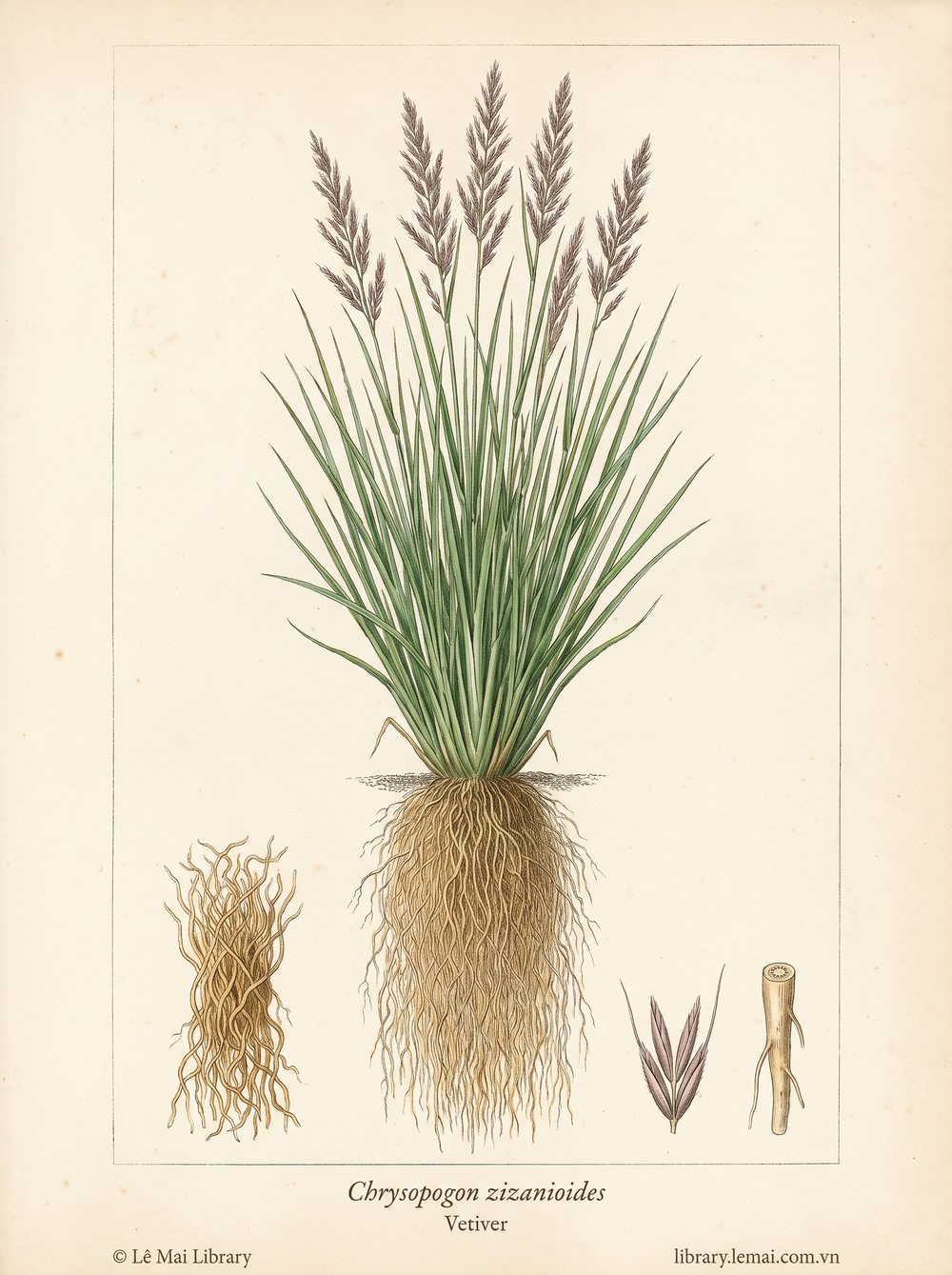 Tranh minh hoạ cây Hương bài (Chrysopogon zizanioides), rễ dùng chiết xuất tinh dầu Vetiver