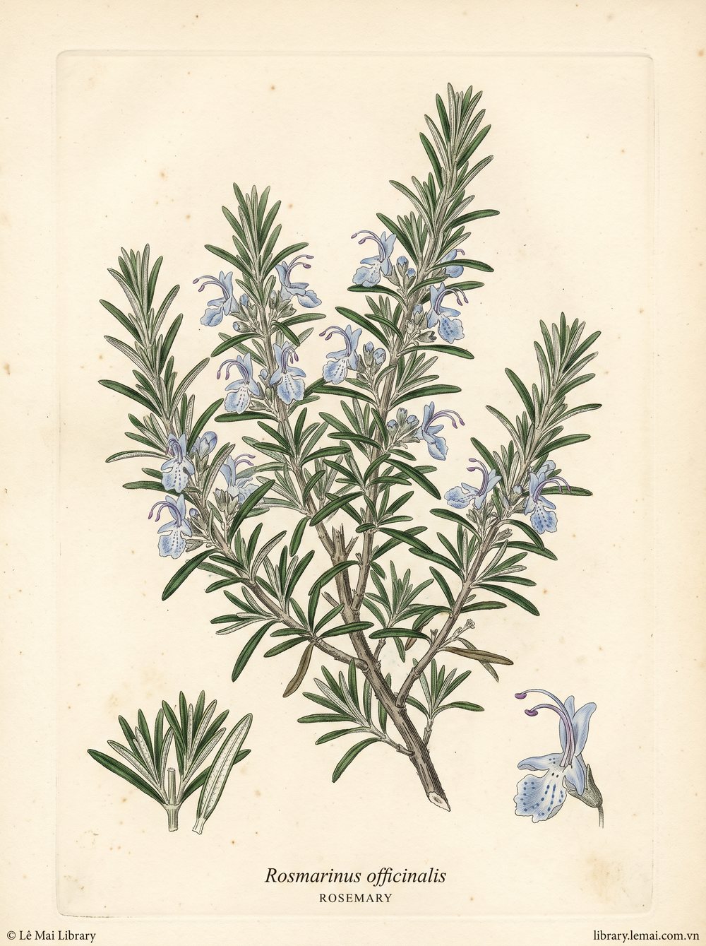 Tranh minh hoạ cây Hương thảo (Rosmarinus officinalis), phần trên mặt đất dùng chiết xuất tinh dầu Rosemary