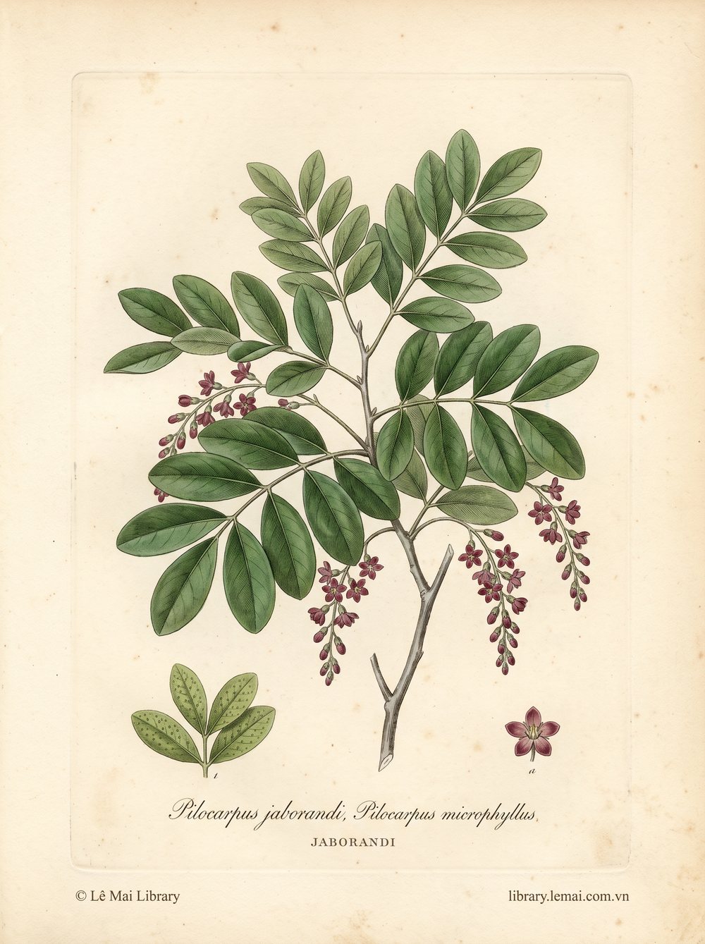 Tranh minh hoạ cây Jaborandi (Pilocarpus jaborandi, Pilocarpus microphyllus), lá dùng chiết xuất tinh dầu Jaborandi