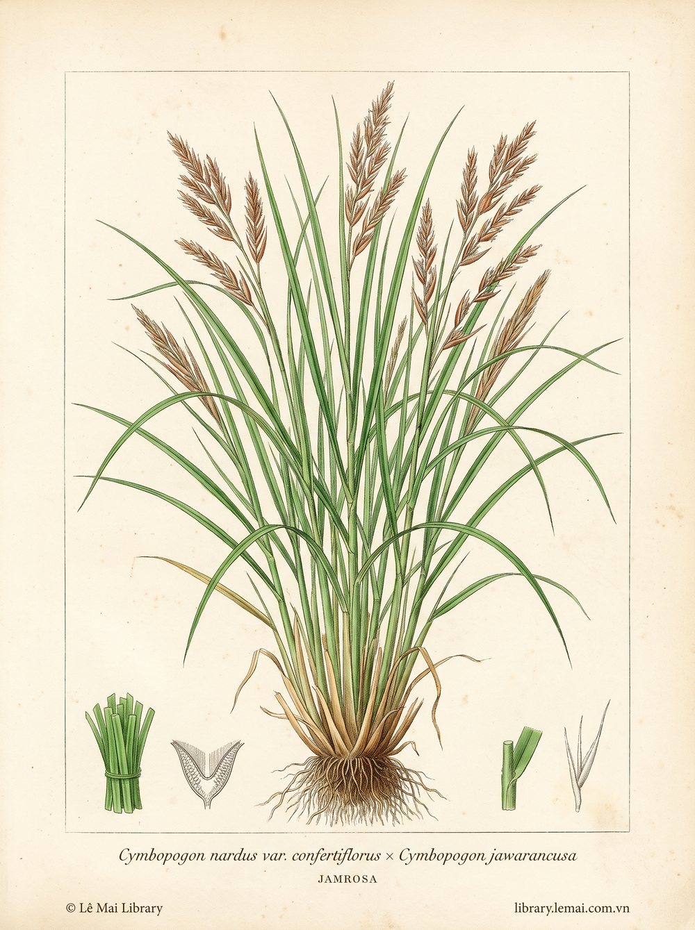 Tranh minh hoạ cây Jamrosa (Cymbopogon nardus var. confertiflorus × Cymbopogon jawarancusa), lá dùng chiết xuất tinh dầu Jamrosa