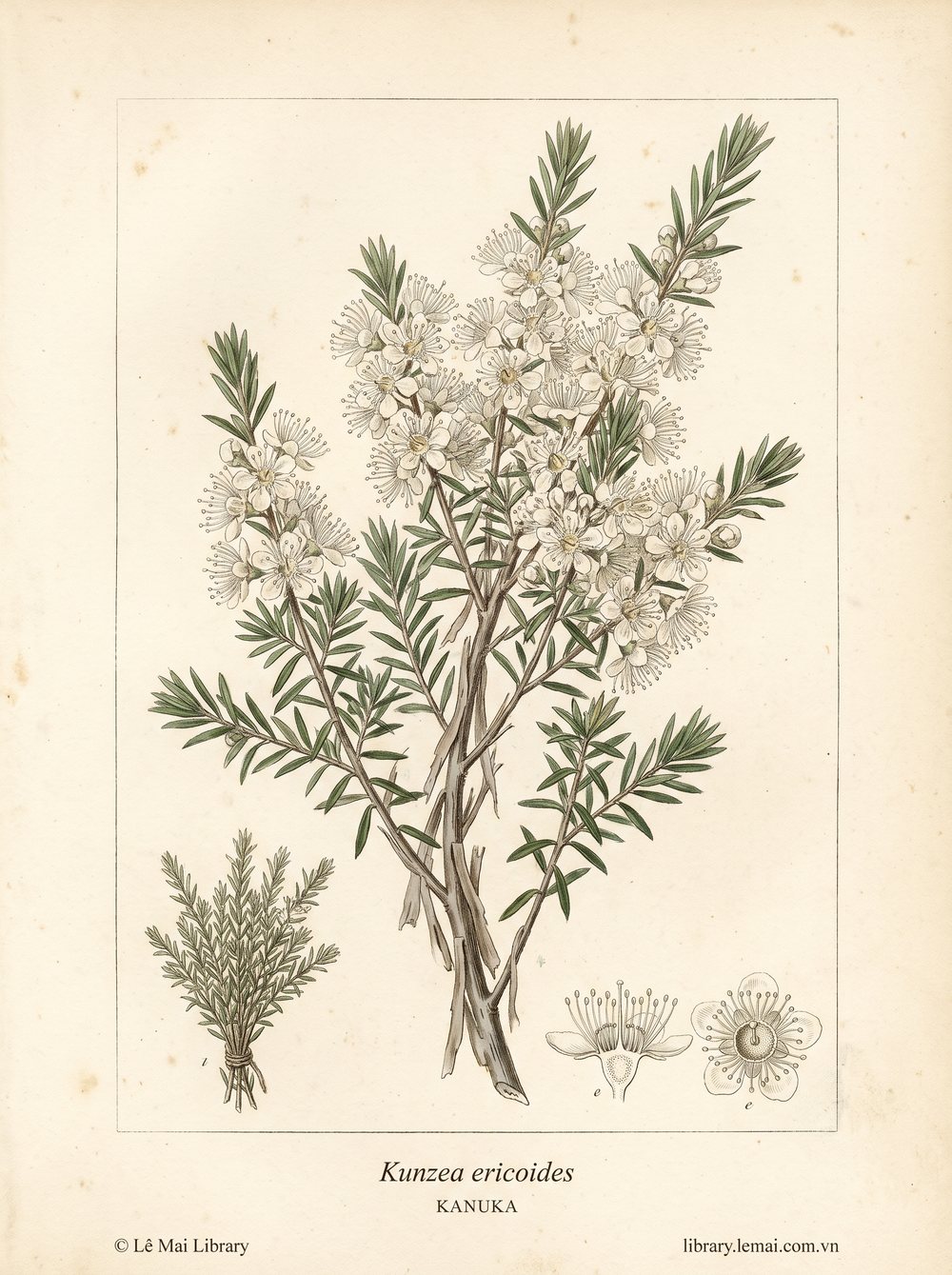 Tranh minh hoạ cây Kanuka (Kunzea ericoides), lá và cành tận cùng dùng chiết xuất tinh dầu Kanuka