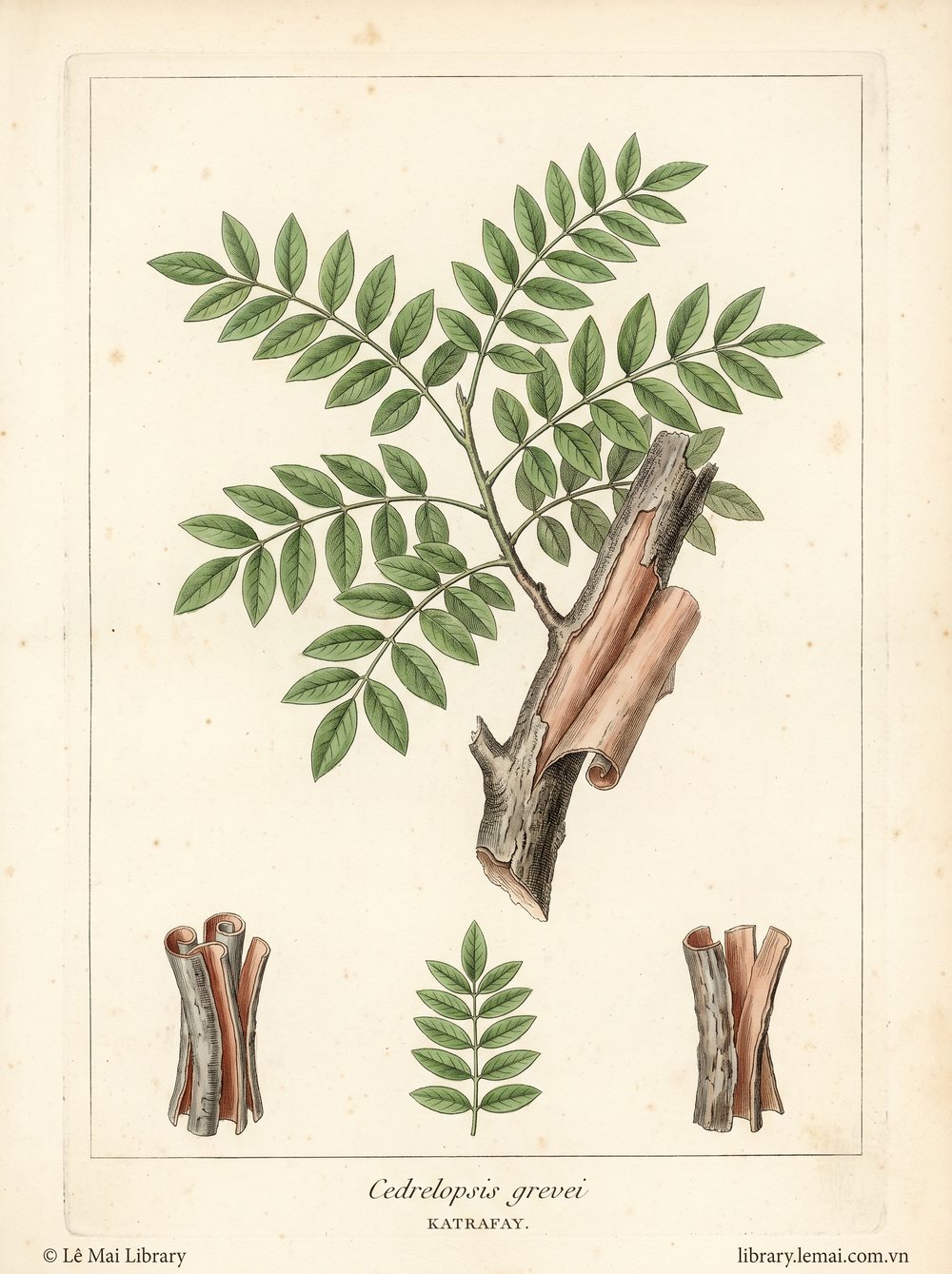 Tranh minh hoạ cây Katrafay (Cedrelopsis grevei), vỏ cây dùng chiết xuất tinh dầu Katrafay
