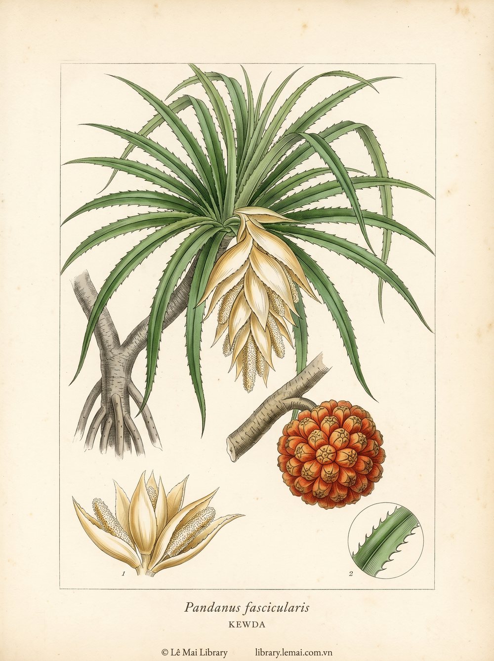 Tranh minh hoạ cây Kewda (Pandanus fascicularis), hoa dùng chiết xuất tinh dầu Kewda