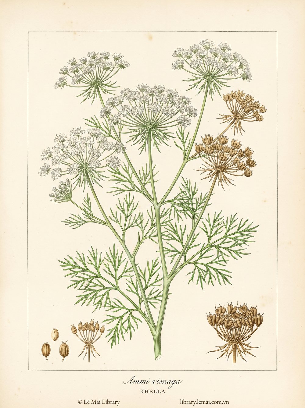 Tranh minh hoạ cây Khella (Ammi visnaga), hạt dùng chiết xuất tinh dầu Khella