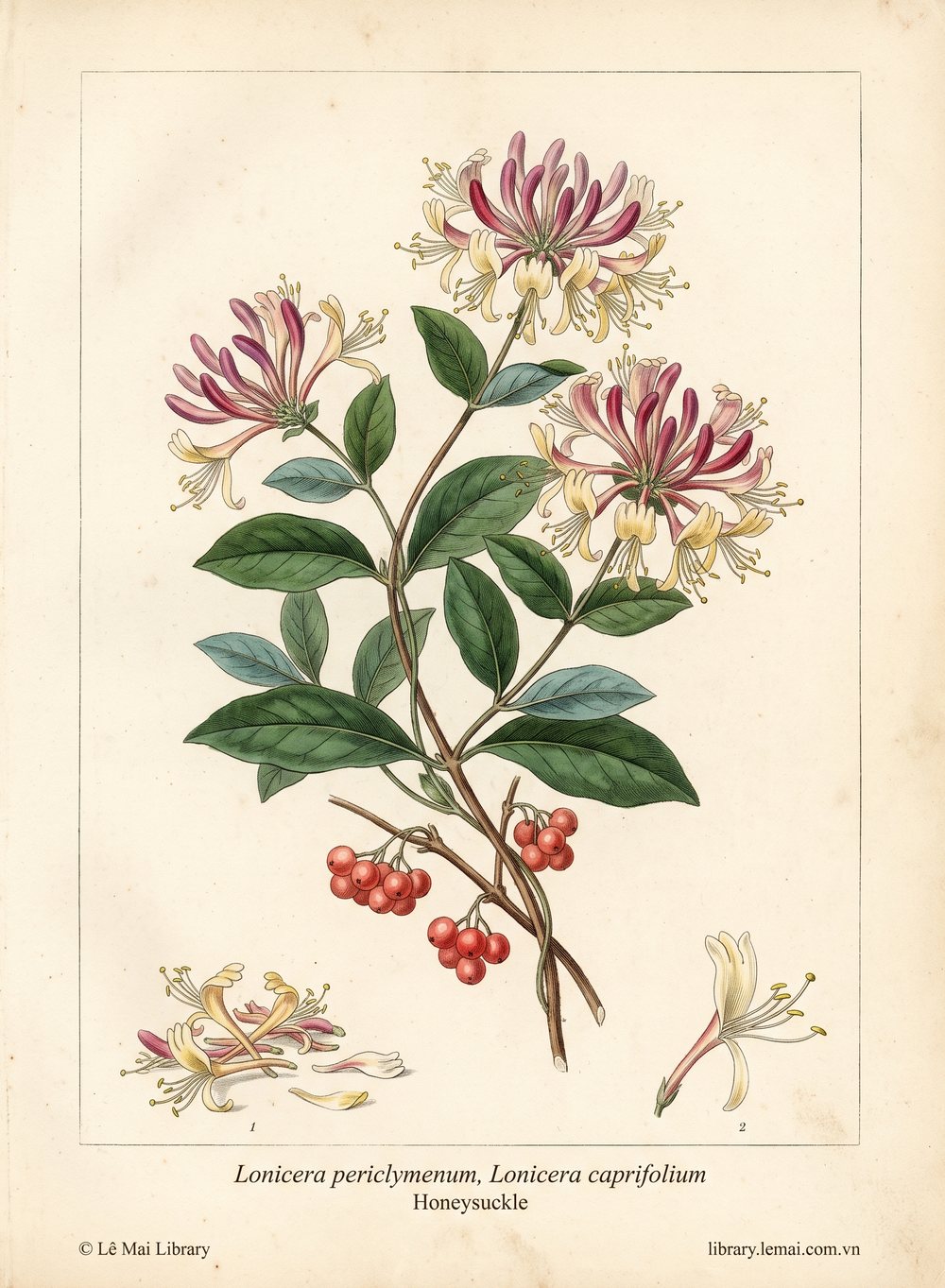 Tranh minh hoạ cây Kim ngân (Lonicera periclymenum, Lonicera caprifolium), hoa dùng chiết xuất tinh dầu Honeysuckle