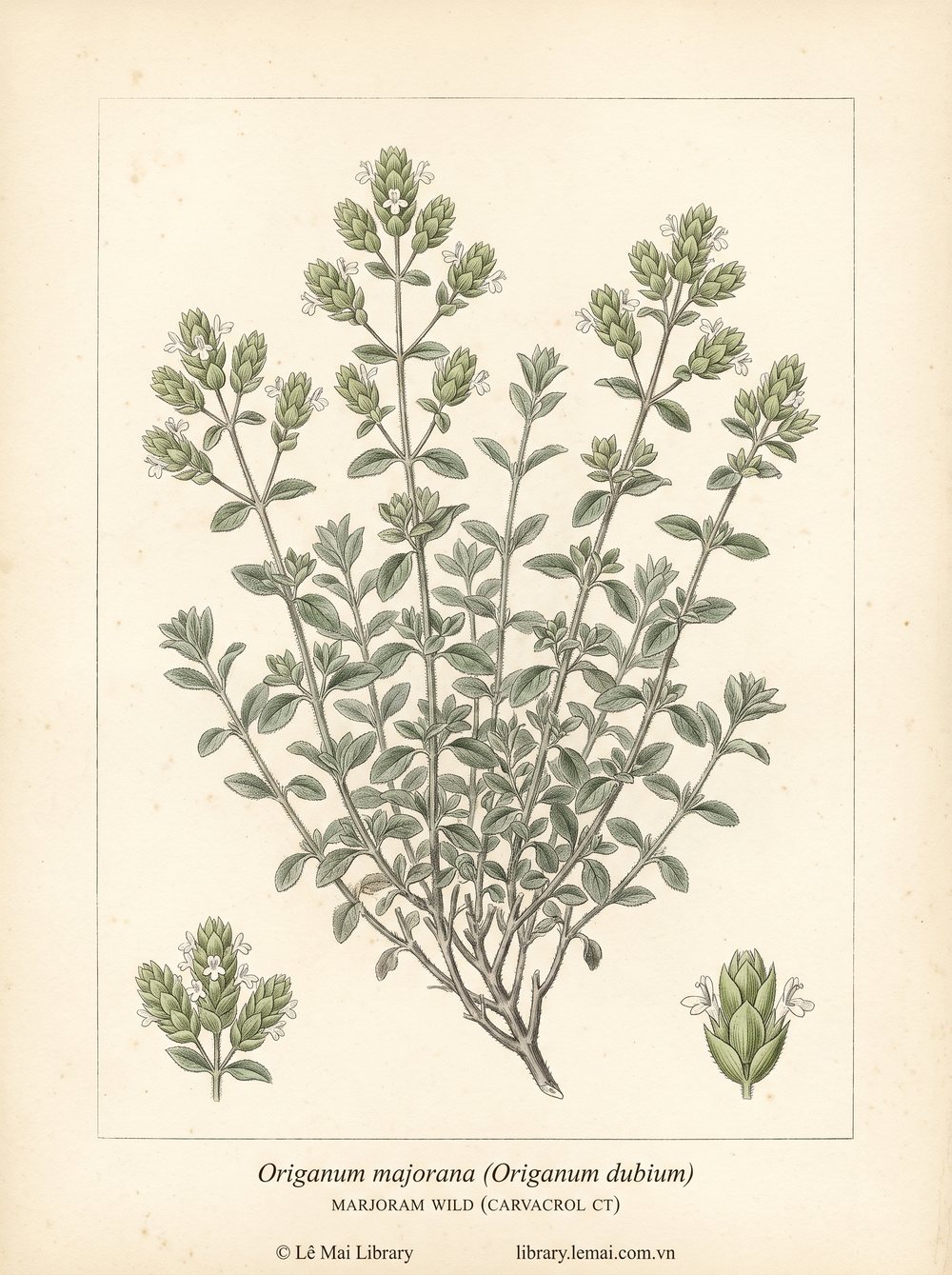 Tranh minh hoạ cây Kinh giới hoang (Origanum majorana (Origanum dubium)), lá dùng chiết xuất tinh dầu Marjoram wild (carvacrol CT)