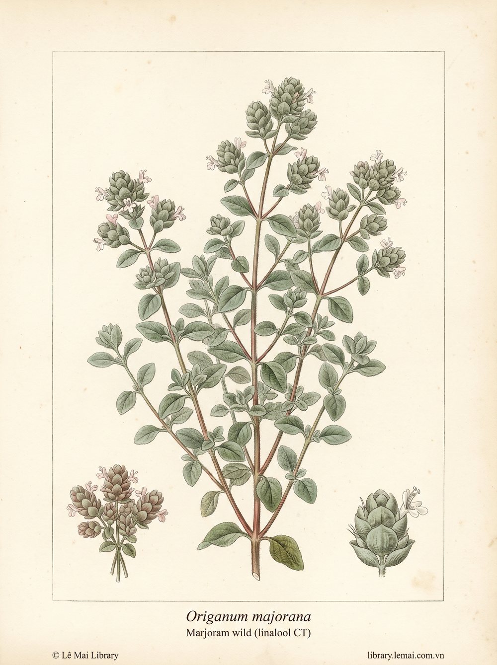 Tranh minh hoạ cây Kinh giới hoang (Origanum majorana), lá dùng chiết xuất tinh dầu Marjoram wild (linalool CT)