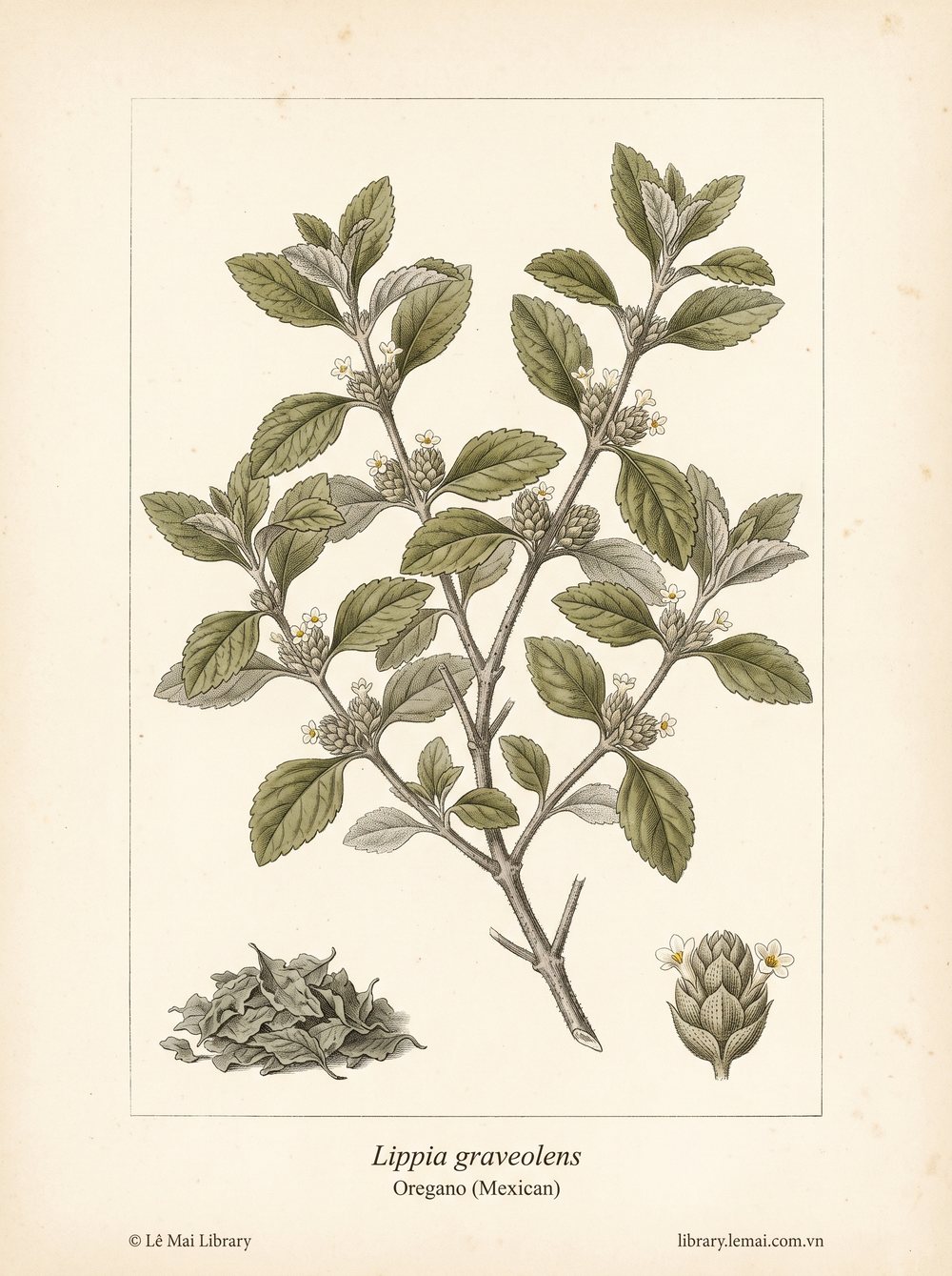 Tranh minh hoạ cây Kinh giới Mexico (Lippia graveolens), lá dùng chiết xuất tinh dầu Oregano (Mexican)