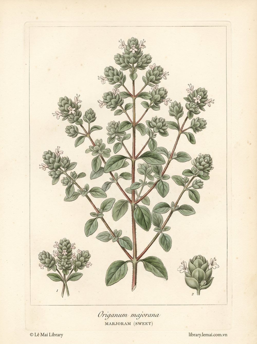 Tranh minh hoạ cây Kinh giới ngọt (Origanum majorana), phần trên mặt đất khi ra hoa dùng chiết xuất tinh dầu Marjoram (sweet)