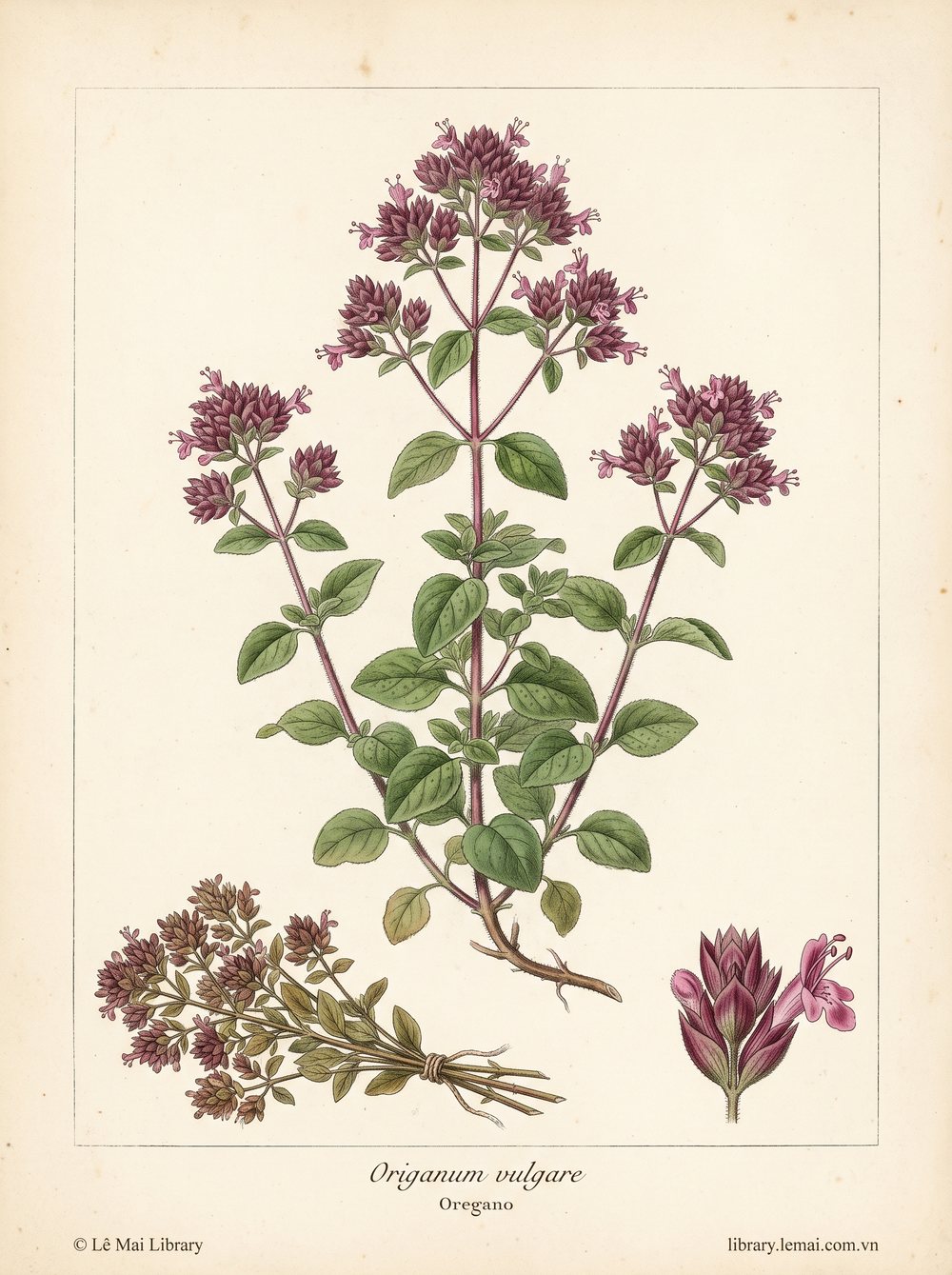 Tranh minh hoạ cây Kinh giới (Origanum vulgare), lá và phần trên mặt đất dùng chiết xuất tinh dầu Oregano