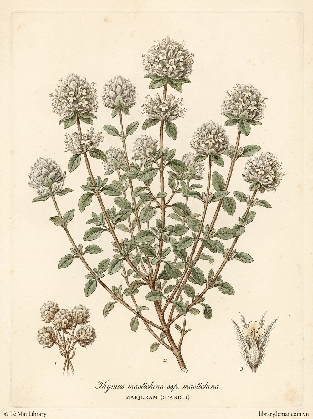 Tranh minh hoạ cây Kinh giới Tây Ban Nha (Thymus mastichina ssp. mastichina), phần trên mặt đất khi ra hoa dùng chiết xuất tinh dầu Marjoram (Spanish)