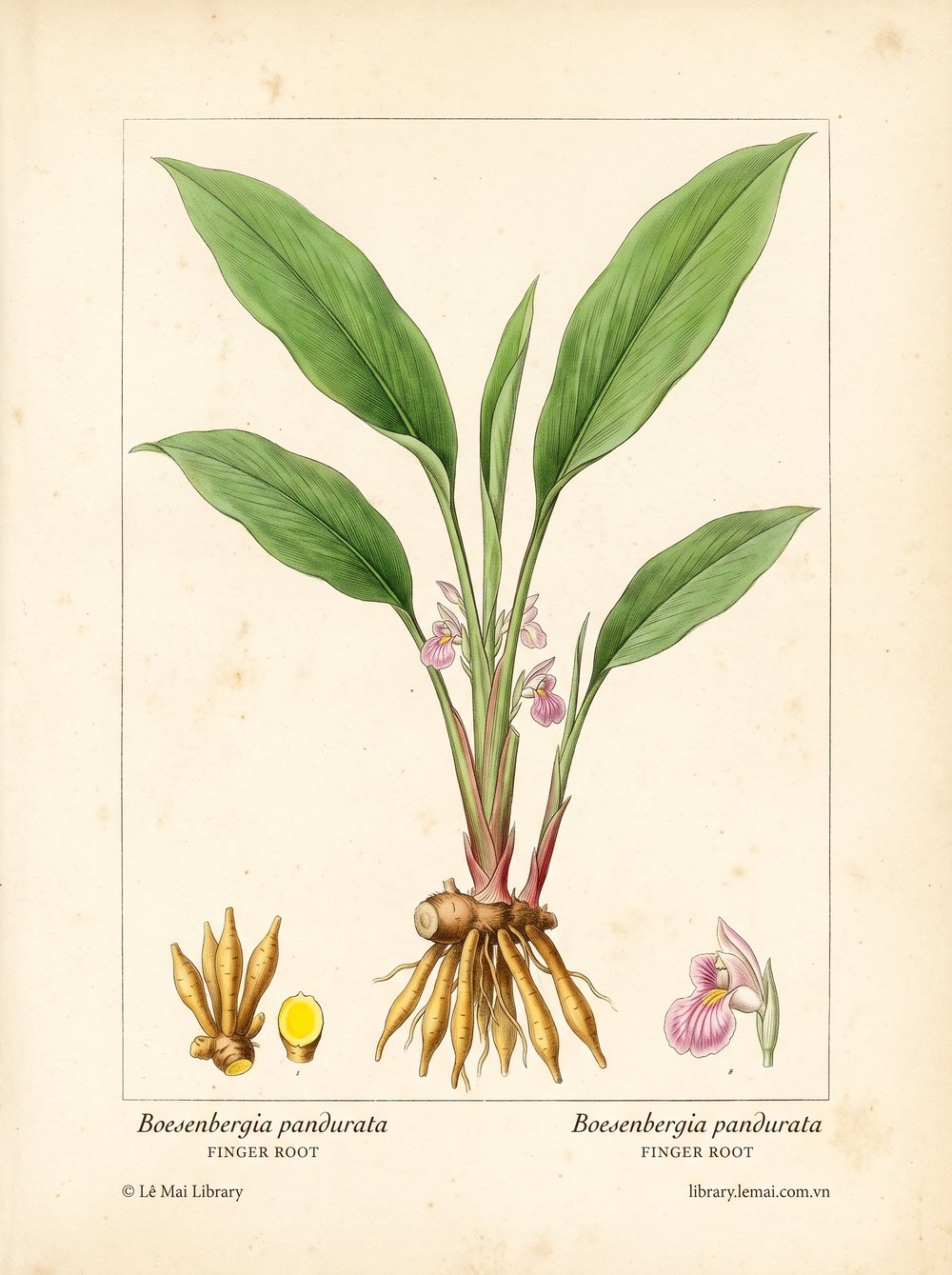 Tranh minh hoạ cây Krachai (Boesenbergia pandurata), thân rễ dùng chiết xuất tinh dầu Finger root