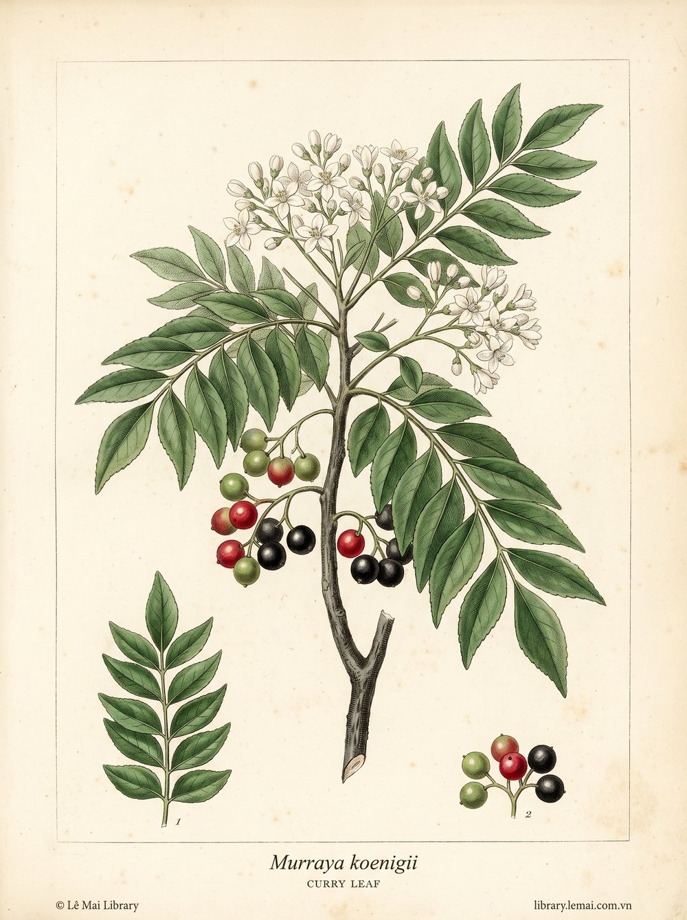 Botanical illustration of Murraya koenigii; leaves used to extract Curry leaf essential oil