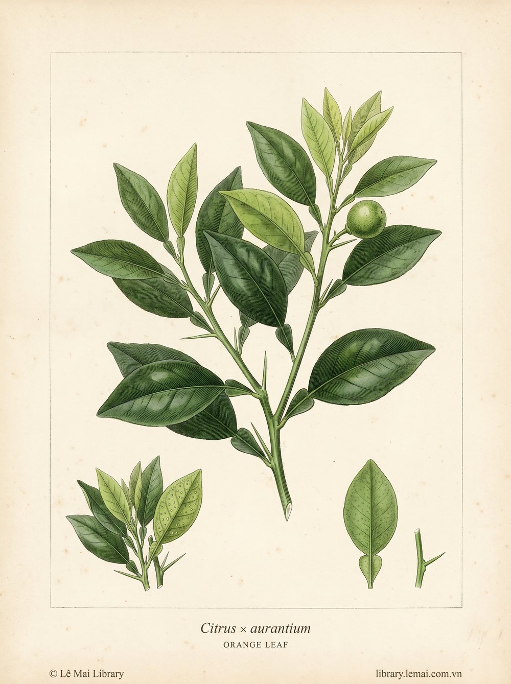 Tranh minh hoạ cây Lá cam (Citrus x aurantium), lá và cành non dùng chiết xuất tinh dầu Orange leaf