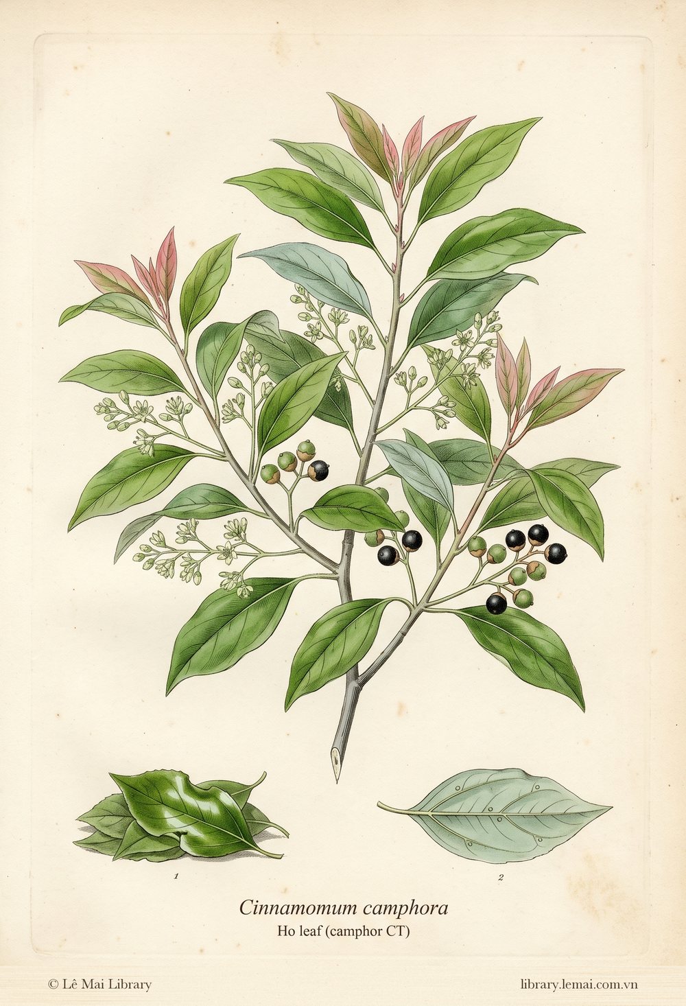 Tranh minh hoạ cây Lá cây Ho (Cinnamomum camphora), lá dùng chiết xuất tinh dầu Ho leaf (camphor CT)