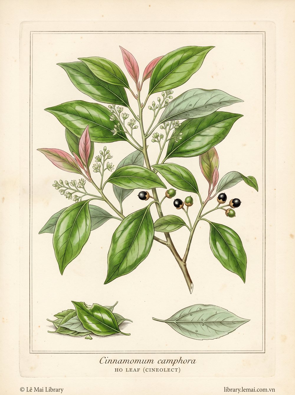 Tranh minh hoạ cây Lá cây Ho (Cinnamomum camphora), lá dùng chiết xuất tinh dầu Ho leaf (cineole CT)