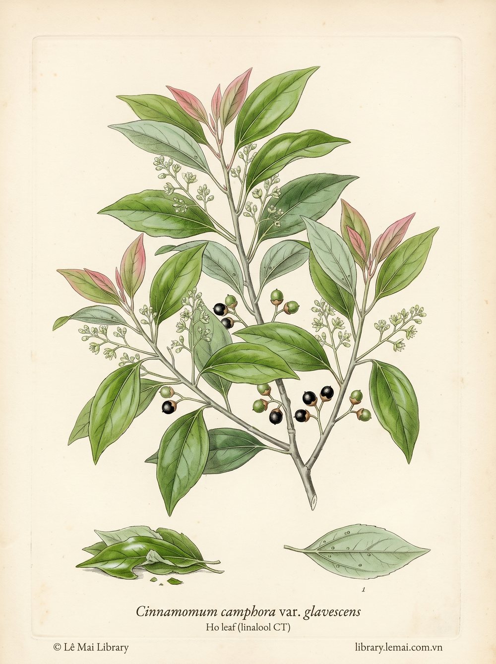 Tranh minh hoạ cây Lá cây Ho (Cinnamomum camphora var. glavescens), lá dùng chiết xuất tinh dầu Ho leaf (linalool CT)