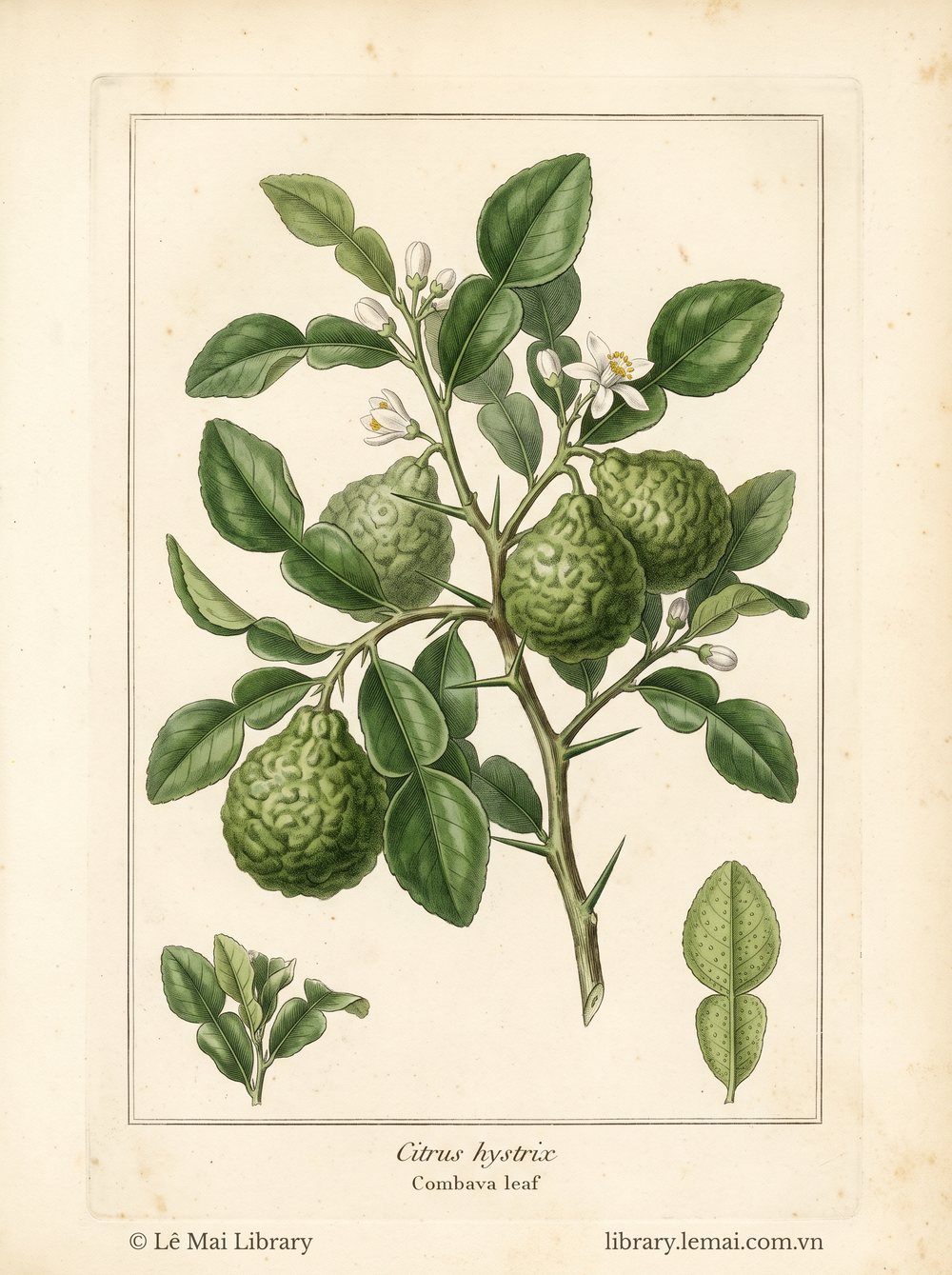 Botanical illustration of Citrus hystrix; leaves used to extract Combava leaf essential oil
