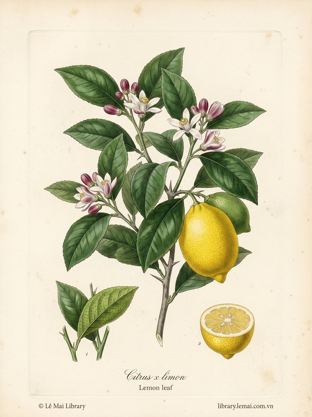Tranh minh hoạ cây Lá chanh vàng (Citrus x limon), lá dùng chiết xuất tinh dầu Lemon leaf