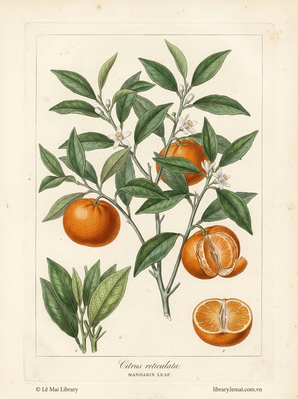 Tranh minh hoạ cây Lá quýt (Citrus reticulata), lá dùng chiết xuất tinh dầu Mandarin leaf
