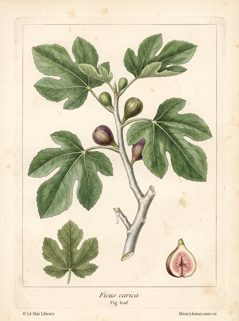 Tranh minh hoạ cây Lá sung (Ficus carica), lá dùng chiết xuất tinh dầu Fig leaf