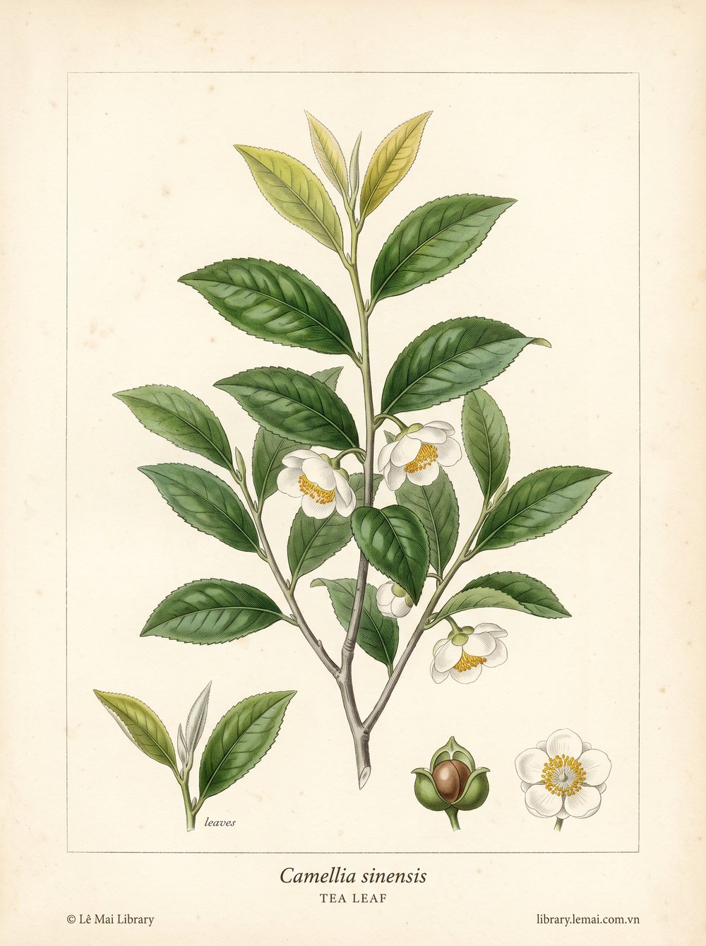 Tranh minh hoạ cây Lá trà (Camellia sinensis), lá dùng chiết xuất tinh dầu Tea leaf