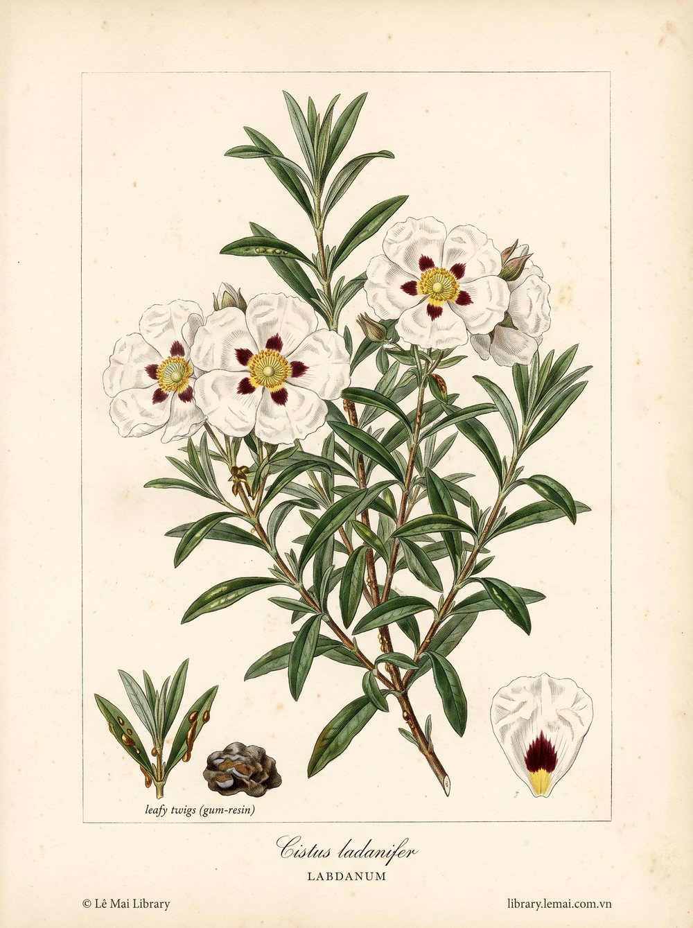 Tranh minh hoạ cây Labdanum (Cistus ladanifer), nhánh và lá dùng chiết xuất tinh dầu Labdanum