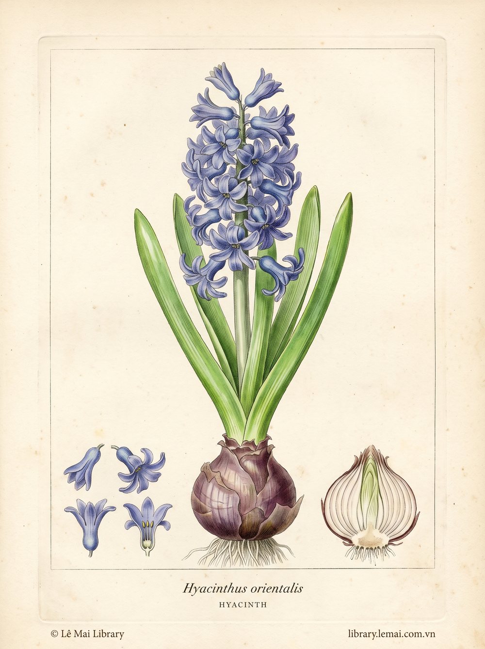 Tranh minh hoạ cây Lan dạ hương (Hyacinthus orientalis), hoa dùng chiết xuất tinh dầu Hyacinth