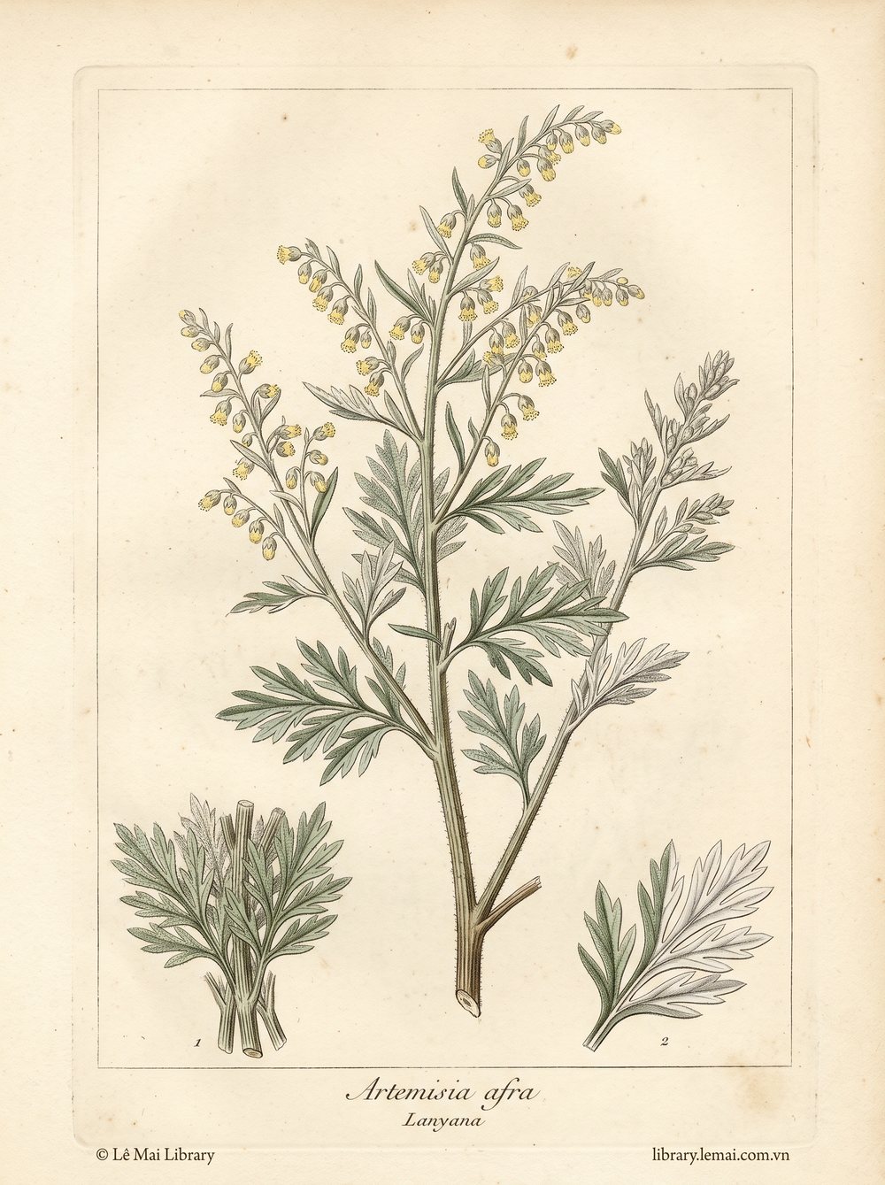 Tranh minh hoạ cây Lanyana (Artemisia afra), lá và phần trên mặt đất dùng chiết xuất tinh dầu Lanyana