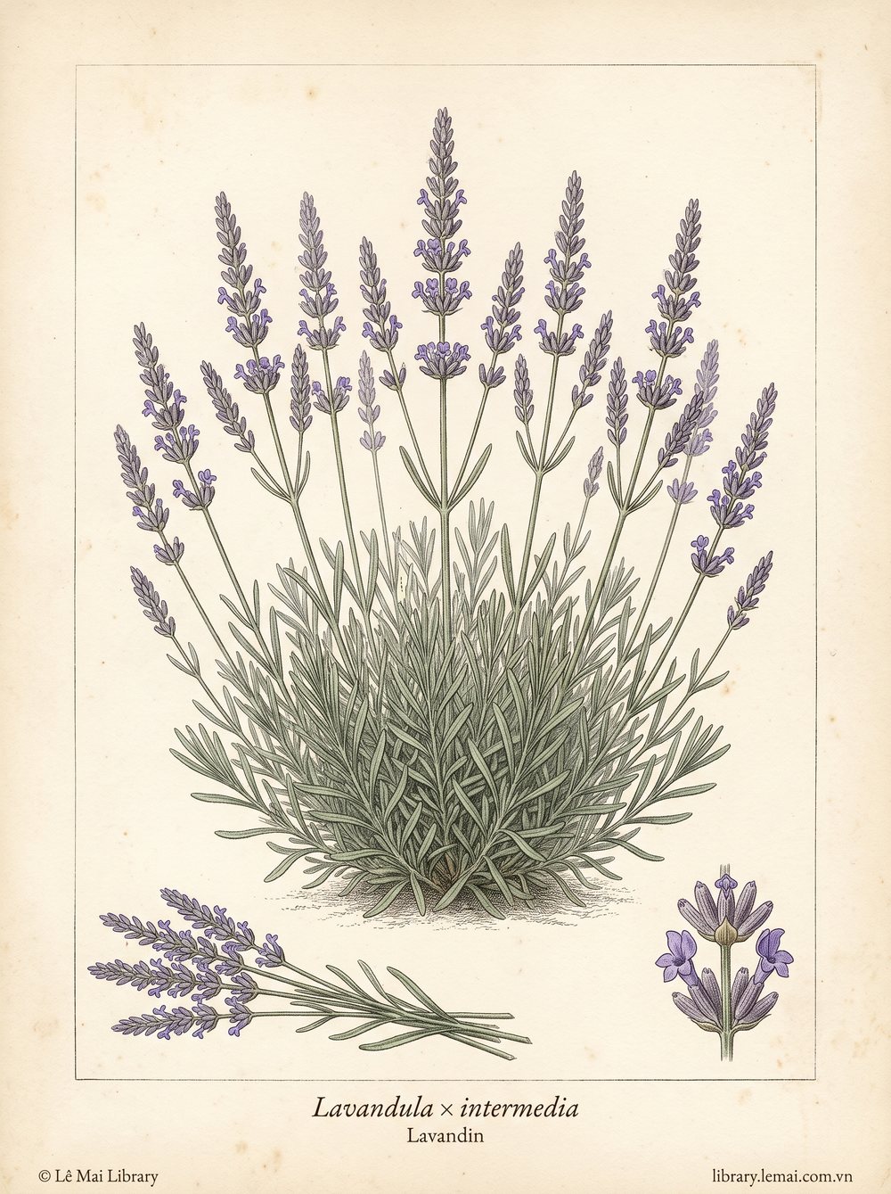 Tranh minh hoạ cây Lavandin (Lavandula x intermedia), hoa dùng chiết xuất tinh dầu Lavandin