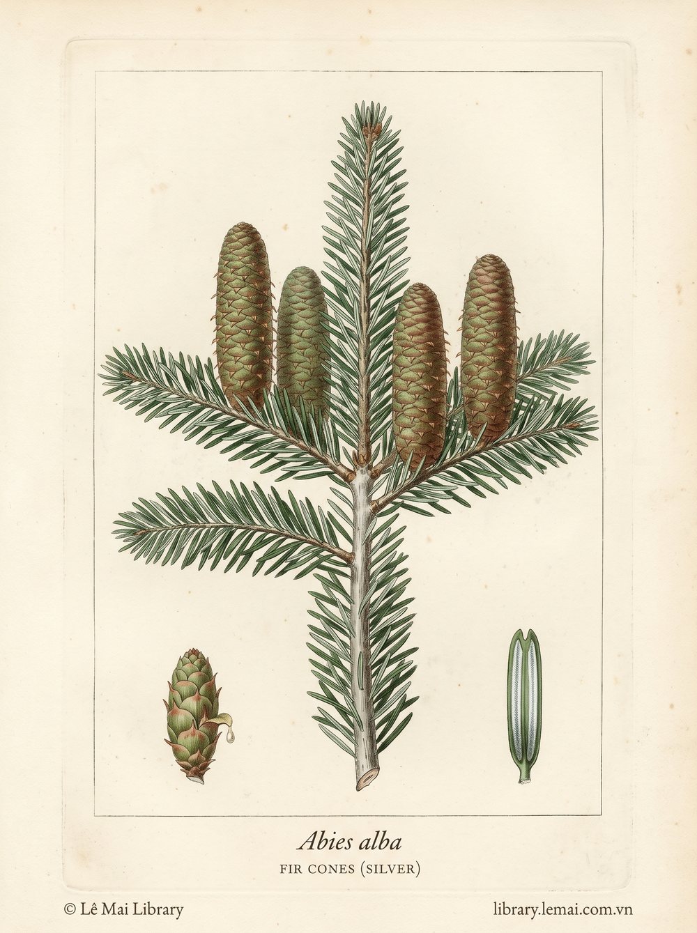 Tranh minh hoạ cây Linh sam bạc (Abies alba), nón dùng chiết xuất tinh dầu Fir cones (silver)
