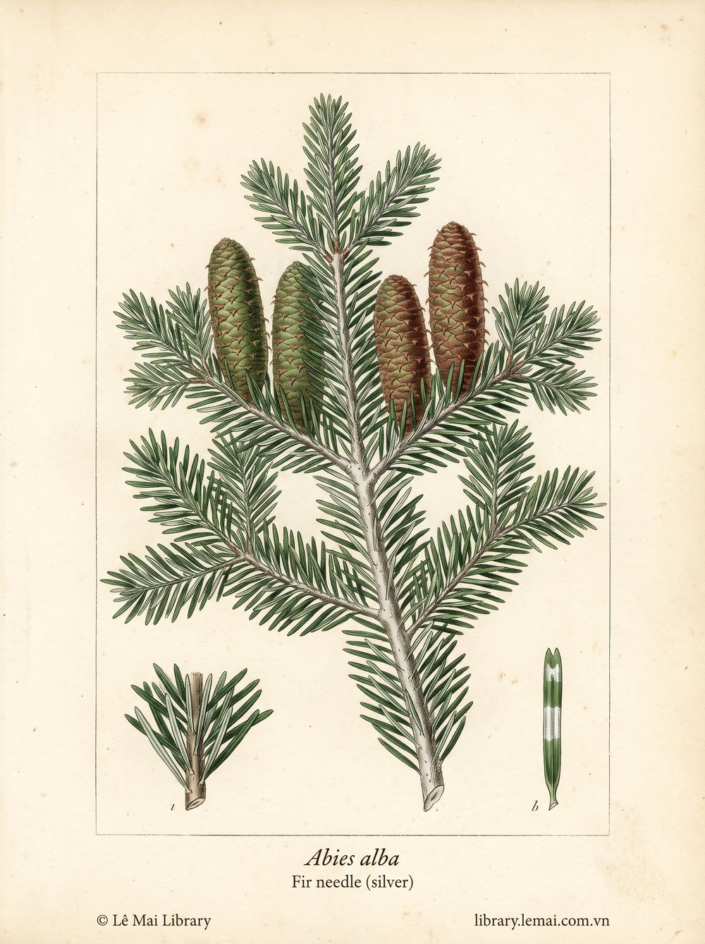 Tranh minh hoạ cây Linh sam bạc (Abies alba), lá kim dùng chiết xuất tinh dầu Fir needle (silver)